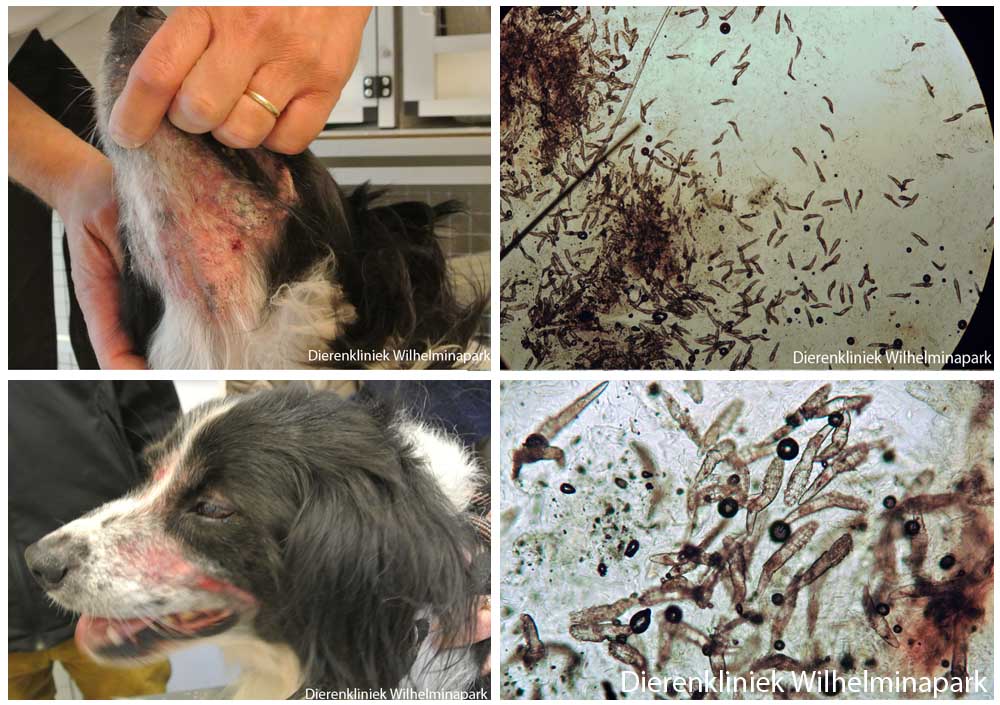 Een hond met gegeneraliseerde demodex